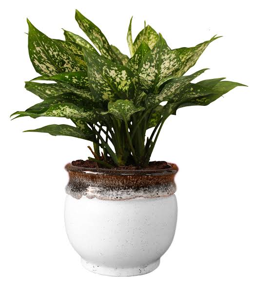 Aglaonema Chinese Evergreen in 6 inch ceramic pot