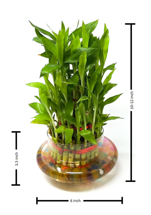 Three Layer Bamboo Good Luck Terrarium