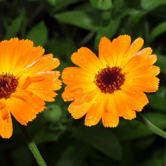 calendula