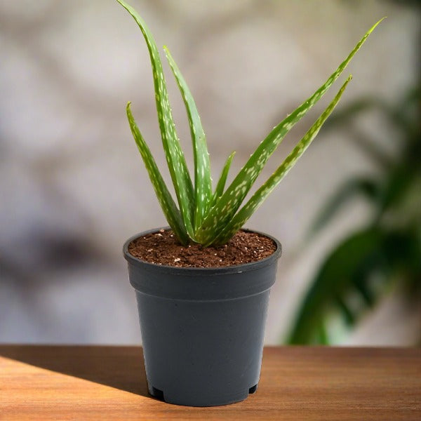 Aloe vera