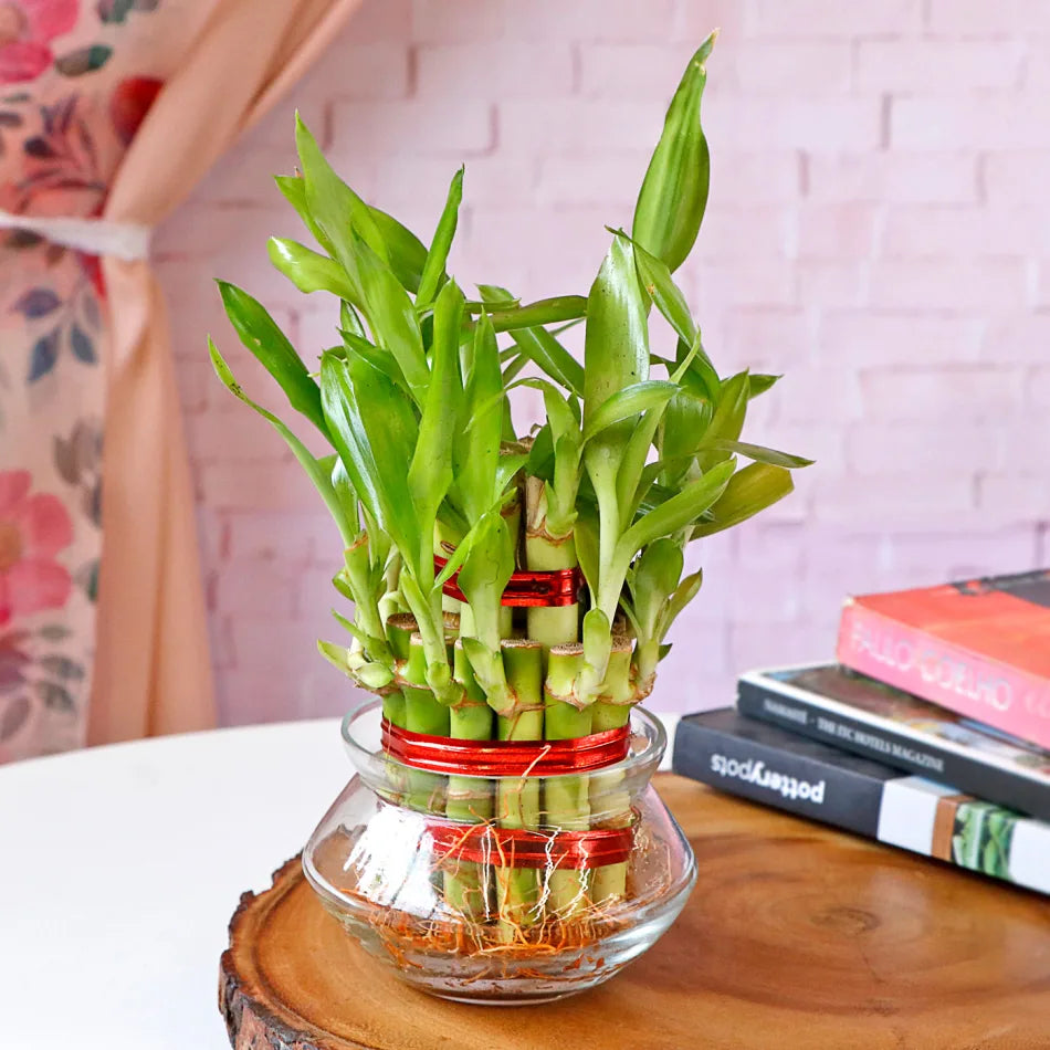 Lucky bamboo 2 Layer with bowl
