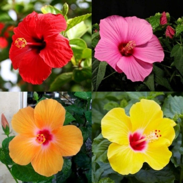 Hibiscus plant