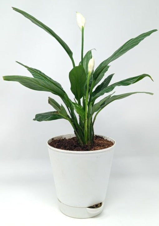 Peace lily