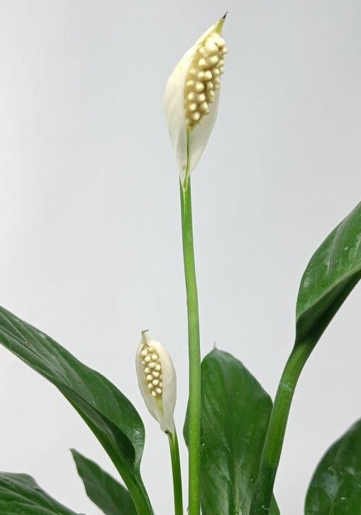 Peace lily