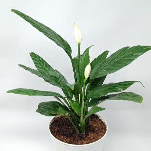 Peace lily