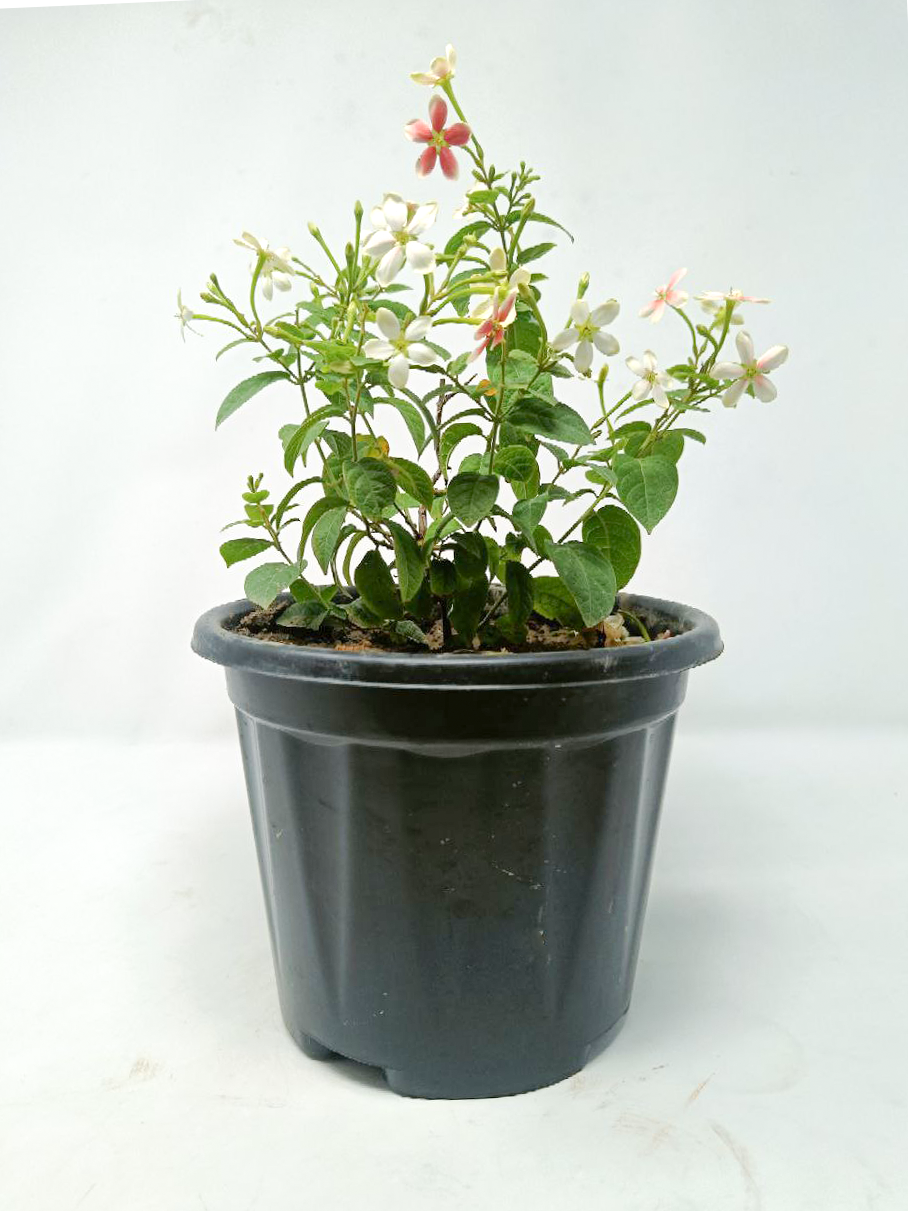 Madhumalti Dwarf