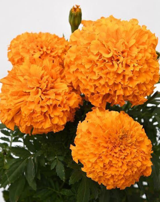 Marigold orange