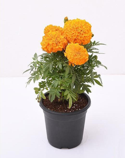 Marigold orange