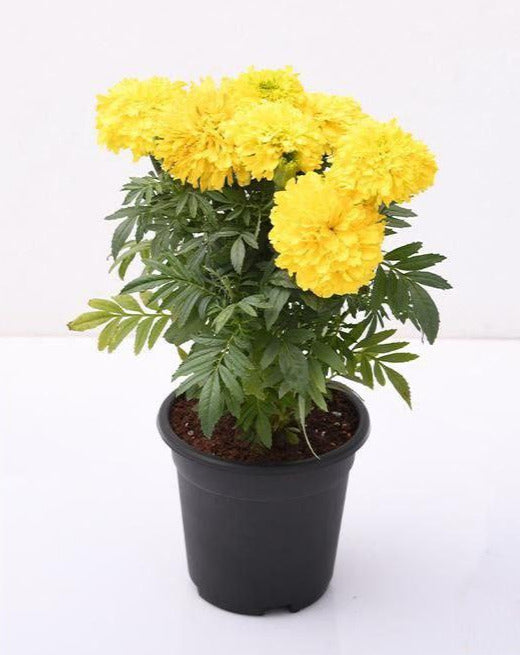 Marigold yellow