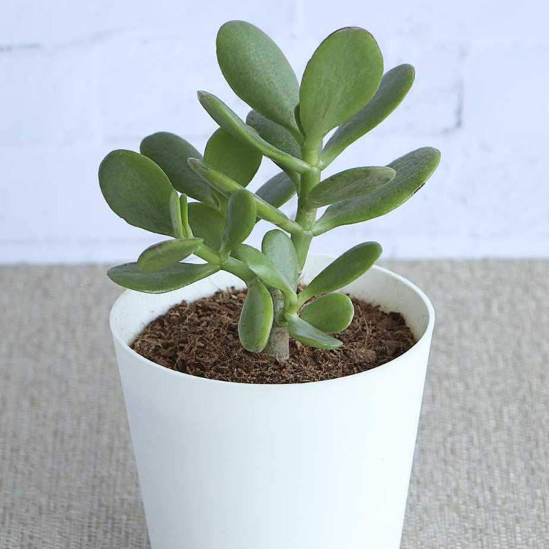 Crassula in white ceramic pot