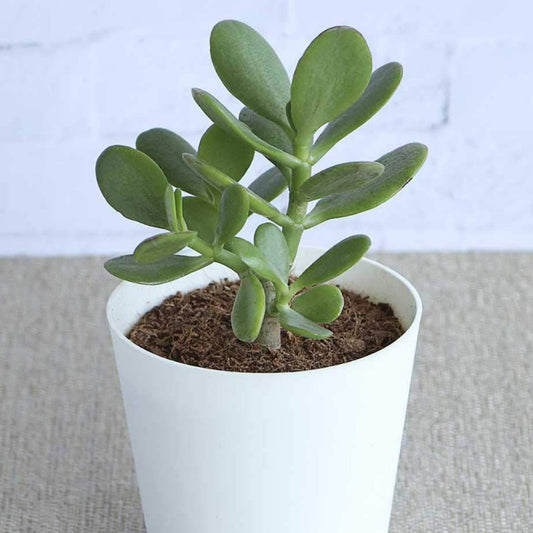 Crassula in white ceramic pot
