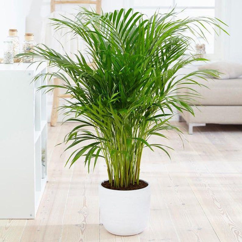 Areca palm in white ceramic pot
