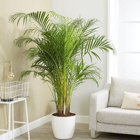 Areca palm in white ceramic pot