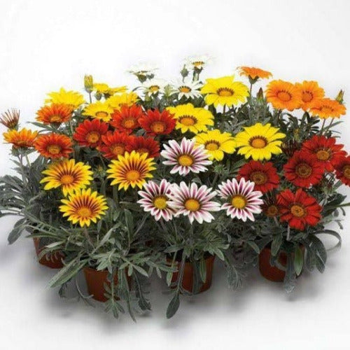 3 Gazania (any color) in one set