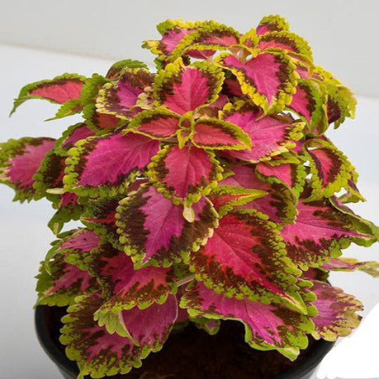 Coleus