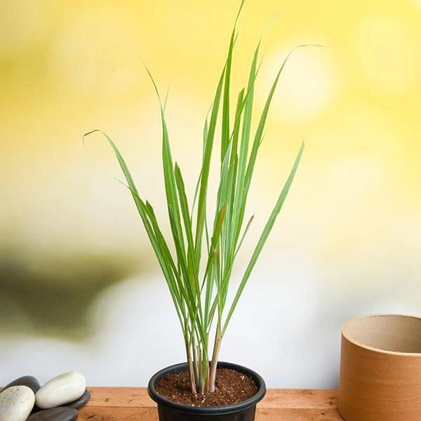 Lemongrass