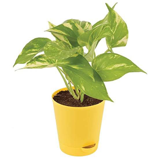 Green Money Plant