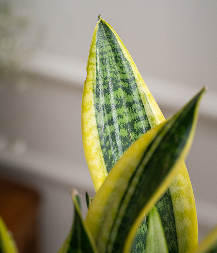 Sansevieria in 5 inch ceramic pot