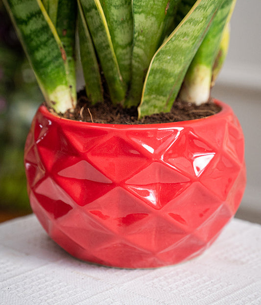 Sansevieria in 5 inch ceramic pot