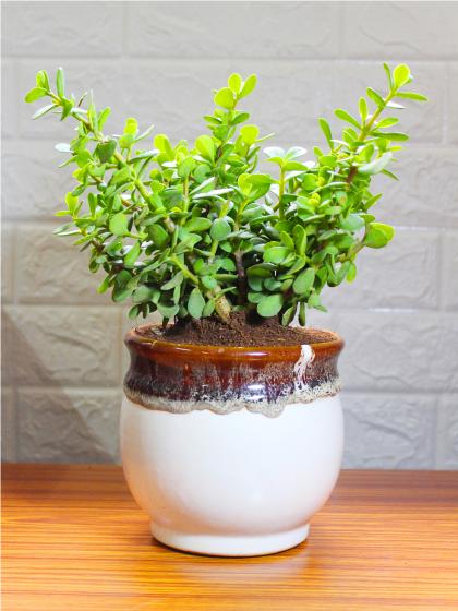Jade Plant (6 inch ceramic pot)
