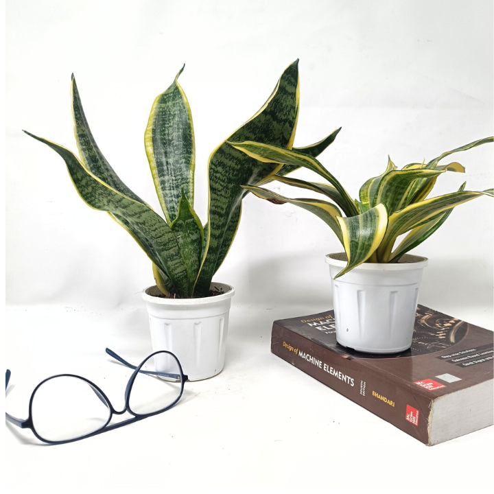 स्नेक प्लांट (2 का सेट) - संसेविया हाईकलर + संसेविया सिंगल गोल्डन