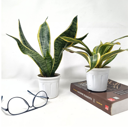 स्नेक प्लांट (2 का सेट) - संसेविया हाईकलर + संसेविया सिंगल गोल्डन