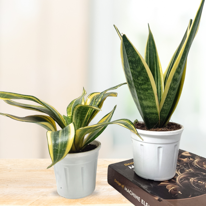 स्नेक प्लांट कॉम्बो (2 का सेट) - संसेविया हाईकलर + संसेविया गोल्डन फ्लेम