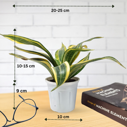 स्नेक प्लांट (3 का सेट) संसेविया हाईकलर और संसेविया सिंगल गोल्डन और संसेविया गोल्डन फ्लेम