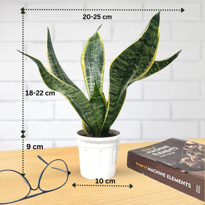 स्नेक प्लांट (3 का सेट) संसेविया हाईकलर और संसेविया सिंगल गोल्डन और संसेविया गोल्डन फ्लेम