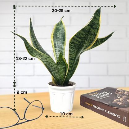 स्नेक प्लांट (3 का सेट) संसेविया हाईकलर और संसेविया सिंगल गोल्डन और संसेविया गोल्डन फ्लेम