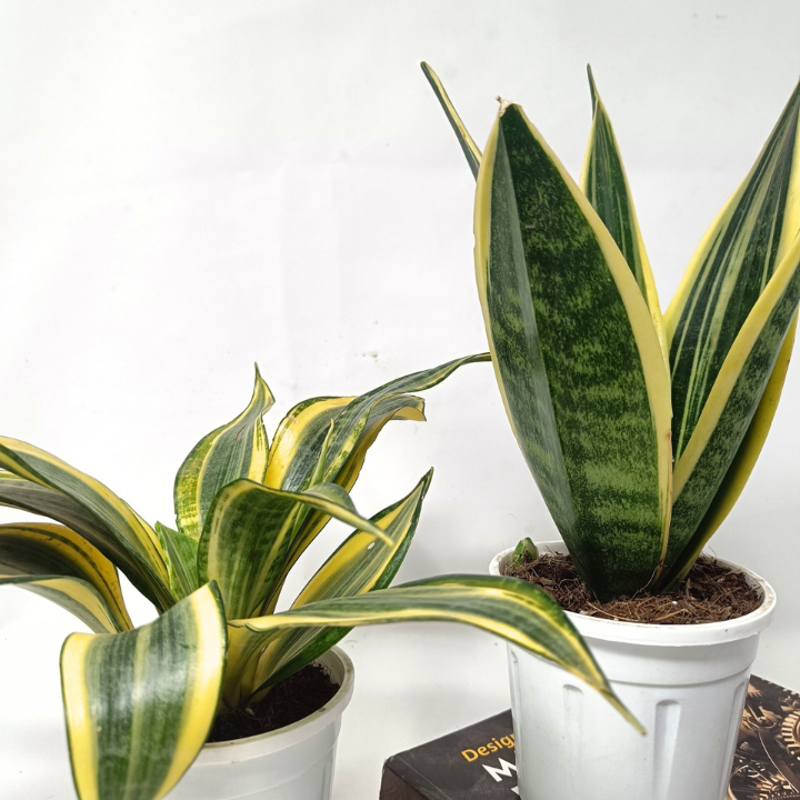 स्नेक प्लांट कॉम्बो (2 का सेट) - संसेविया हाईकलर + संसेविया गोल्डन फ्लेम