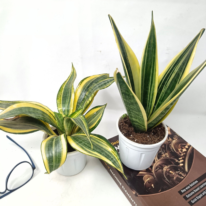 स्नेक प्लांट कॉम्बो (2 का सेट) - संसेविया हाईकलर + संसेविया गोल्डन फ्लेम