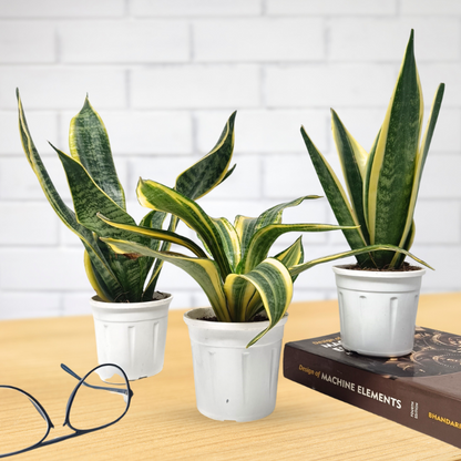 स्नेक प्लांट (3 का सेट) संसेविया हाईकलर और संसेविया सिंगल गोल्डन और संसेविया गोल्डन फ्लेम