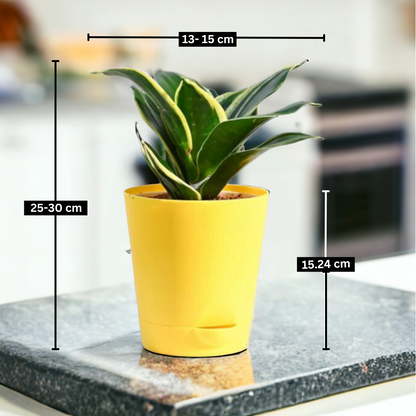 Air purifier combo (Medium)- Jade Plant and Snake Plant Golden Dwarf