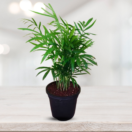 Chomendera elegan/ Parlour Palm