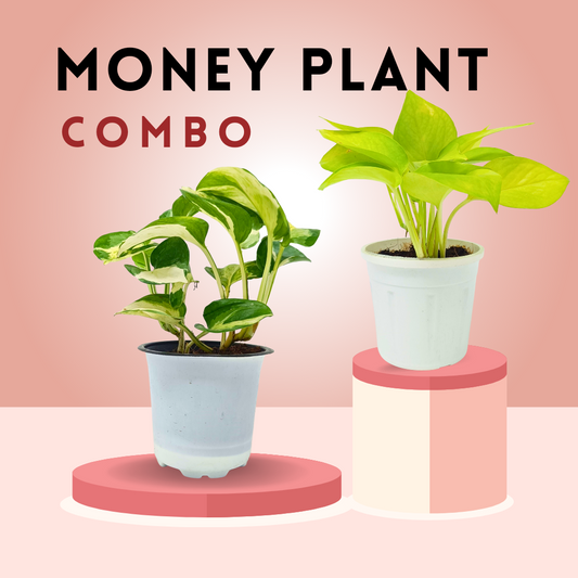 Money plant combo (set of 2)