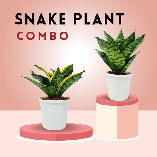 Snake plant combo (set of 2)