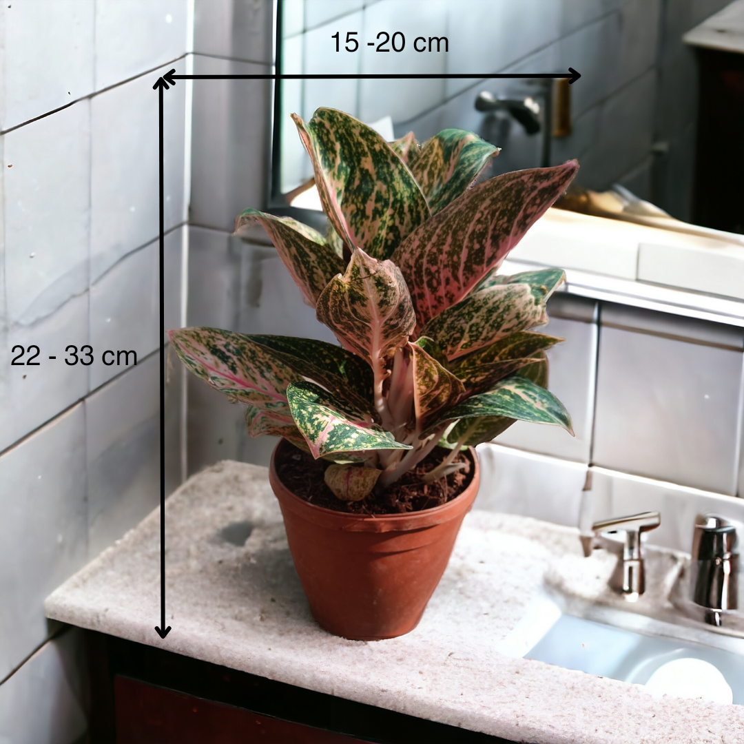 Aglaonema Greengrow