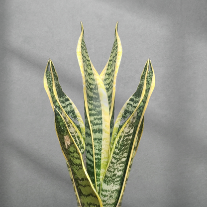 Dracaena trifasciata