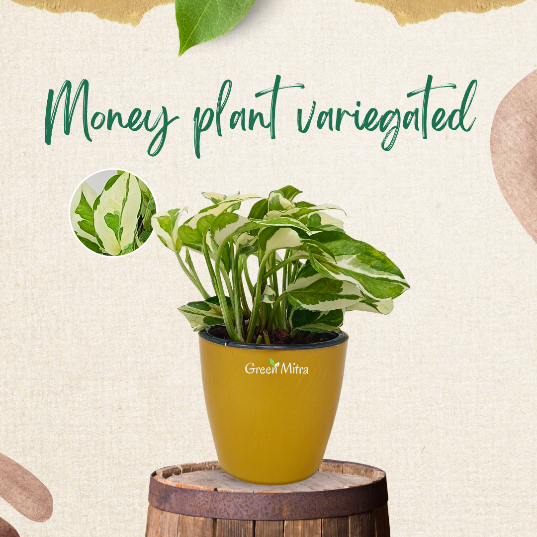 MoneyPlant Variegated offers the vibrant beauty of variegated color with the hardiness of its parent species, making it an ideal choice for both indoor and outdoor gardens.is a plant that is a variety of Money plants.