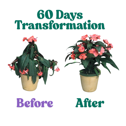 Plant Grow Fertilizer Sticks For Plants - 25 Stick