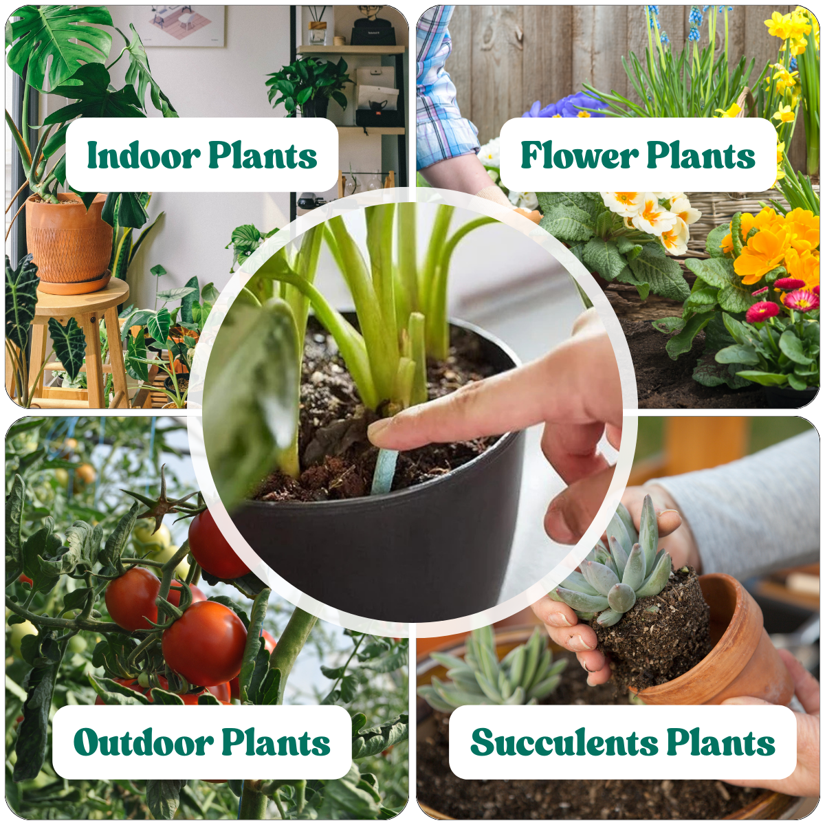 Plant Grow Fertilizer Sticks For Plants - 25 Stick