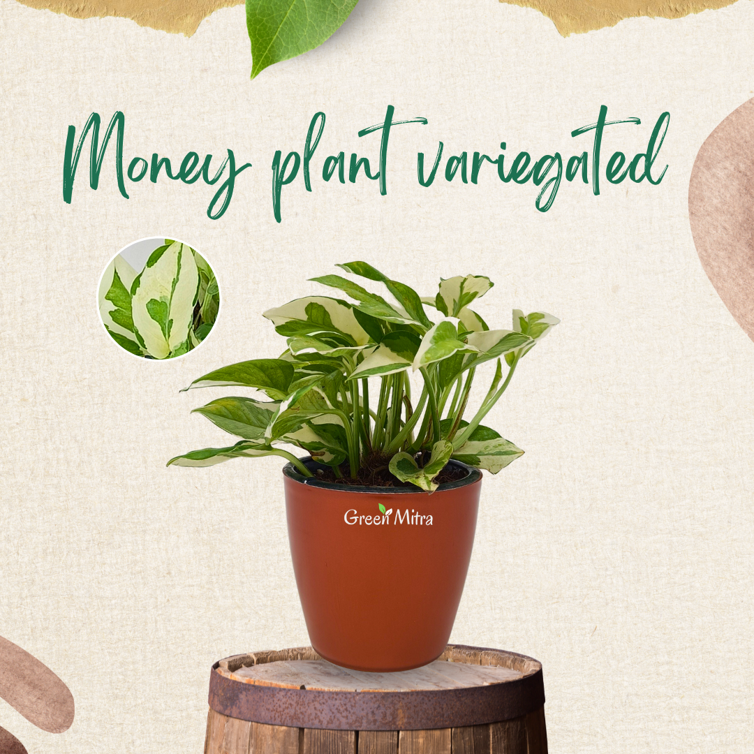 MoneyPlant Variegated offers the vibrant beauty of variegated color with the hardiness of its parent species, making it an ideal choice for both indoor and outdoor gardens.is a plant that is a variety of Money plants.
