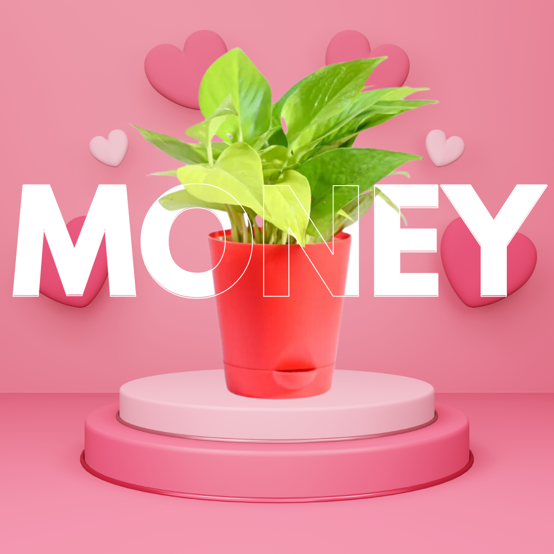 Money Plant Golden Valentine Gift
