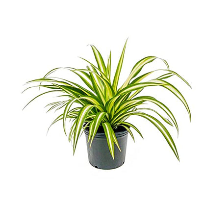 Chlorophytum