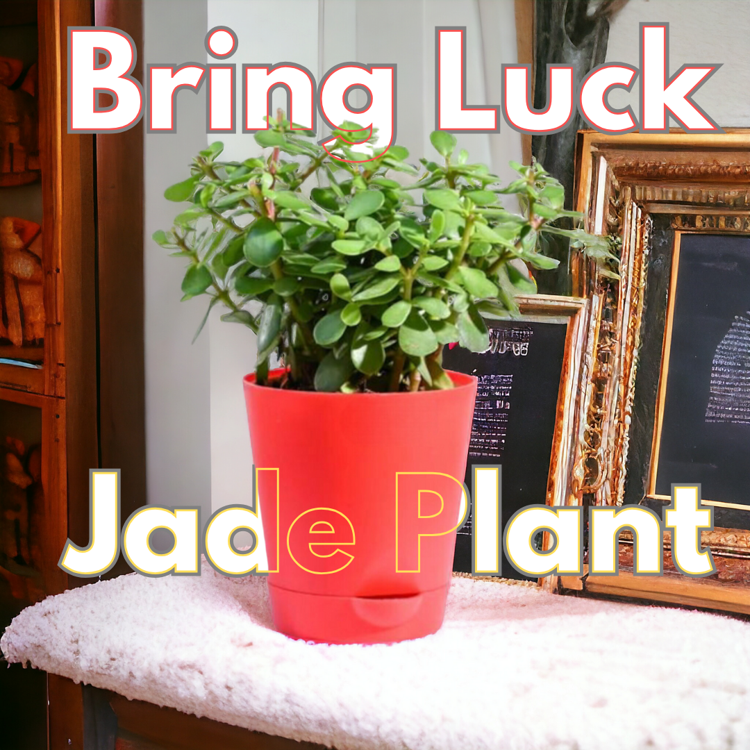 Jade Plant