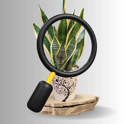 Snake Plant: HYBRID