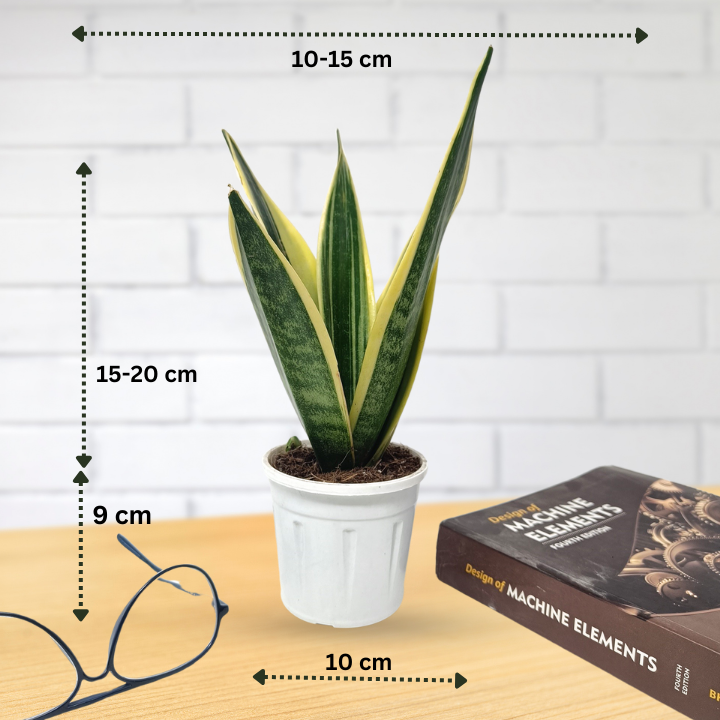 स्नेक प्लांट (3 का सेट) संसेविया हाईकलर और संसेविया सिंगल गोल्डन और संसेविया गोल्डन फ्लेम