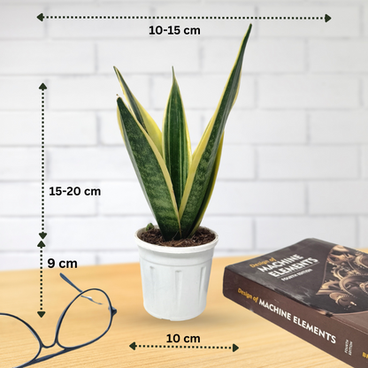 स्नेक प्लांट (3 का सेट) संसेविया हाईकलर और संसेविया सिंगल गोल्डन और संसेविया गोल्डन फ्लेम