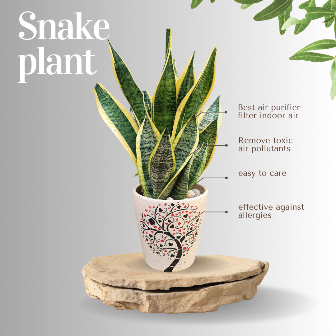 Snake Plant: HYBRID